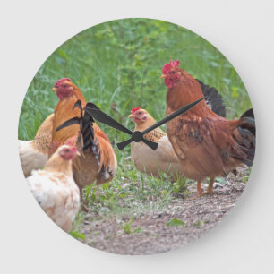 USA, Nebraska. Chickens Large Clock