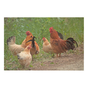 USA, Nebraska. Chickens Wood Wall Art