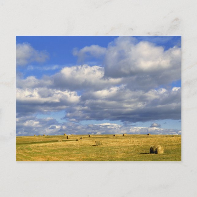 USA, Nebraska, Morrill County. Golden hay Postcard (Front)