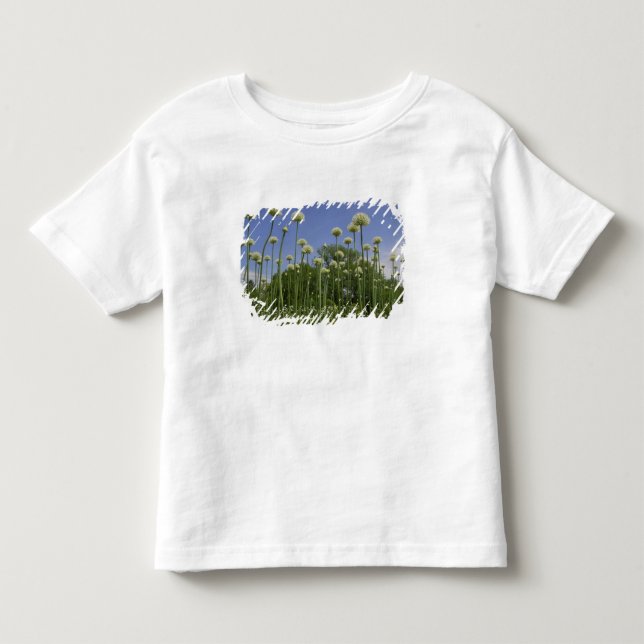 USA, New England, Massachusetts, Boston, 3 Toddler T-shirt (Front)