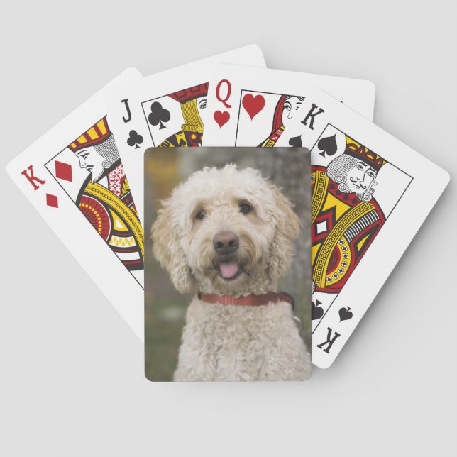 USA, New England, Massachusetts, Reading, Poker Cards (Back)