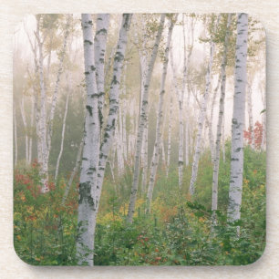 USA, New Hampshire. Birch trees in clearing fog Coaster