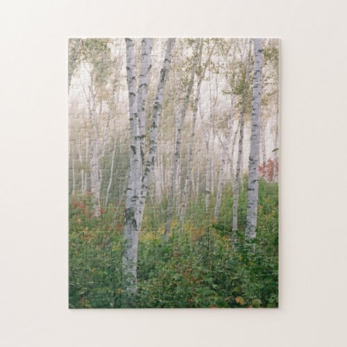 USA New Hampshire Birch trees in clearing fog Jigsaw Puzzle