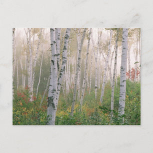 USA, New Hampshire. Birch trees in clearing fog Postcard