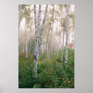 USA, New Hampshire. Birch trees in clearing fog Poster