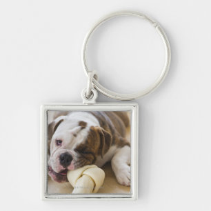 USA, New Jersey, Jersey City, Cute bulldog pup 2 Keychain