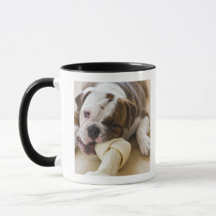 USA, New Jersey, Jersey City, Cute bulldog pup 2 Mug