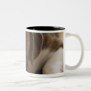 USA, New Jersey, Jersey City, Cute bulldog pup 2 Two-Tone Coffee Mug