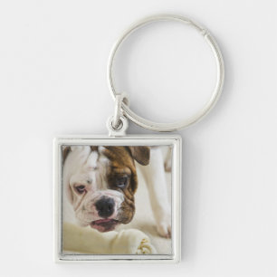 USA, New Jersey, Jersey City, Cute bulldog pup Keychain