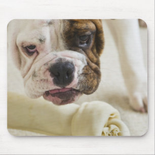 USA, New Jersey, Jersey City, Cute bulldog pup Mouse Pad