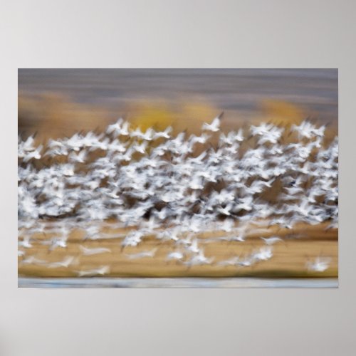 USA New Mexico Bosque del Apache National 3 Poster