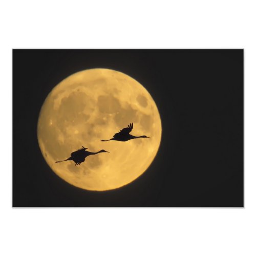 USA New Mexico Bosque del Apache National 6 Photo Print