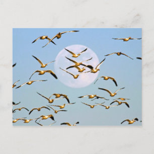 USA, New Mexico, Bosque del Apache Postcard