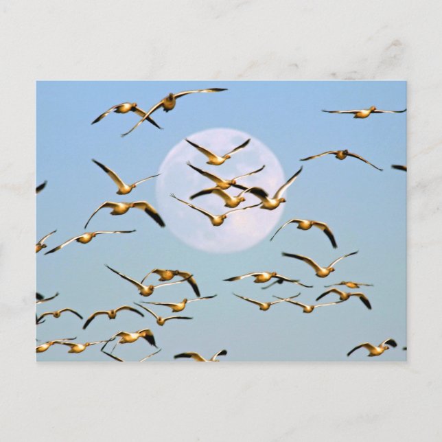 USA, New Mexico, Bosque del Apache Postcard (Front)