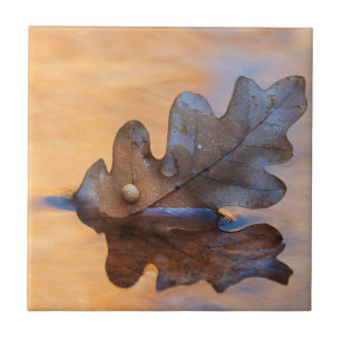 USA, New Mexico. Oak leaf in stream Tile
