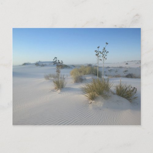 USA New Mexico White Sands National 2 Postcard