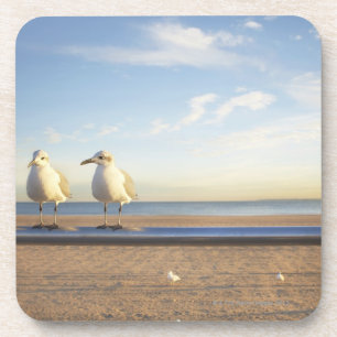 USA, New York City, Coney Island, three seagulls Drink Coaster