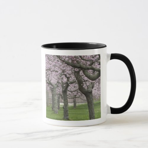 USA New York East Hampton Cherry trees in Mug