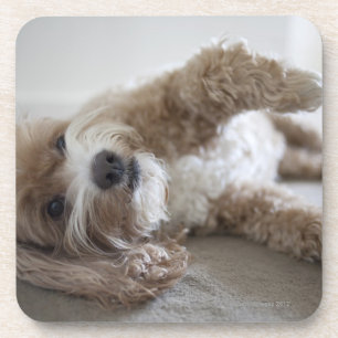 USA, New York, New York City, Brooklyn, Cockapoo Beverage Coaster