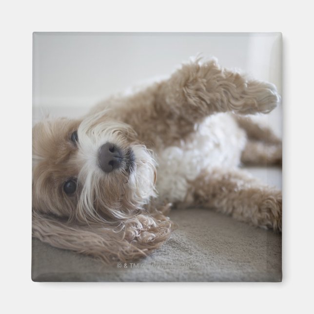 USA, New York, New York City, Brooklyn, Cockapoo Magnet (Front)