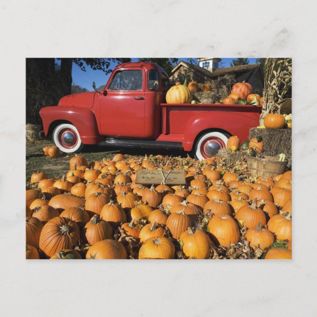 USA, New York, Peconic, pumpkin farm with pickup Postcard (Front)