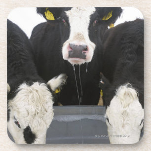 USA, New York State, Cows drinking from frozen Coaster