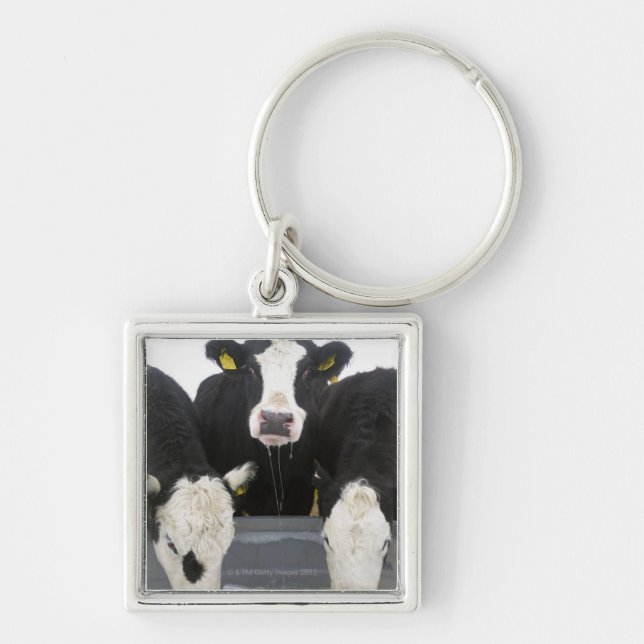 USA, New York State, Cows drinking from frozen Keychain (Front)