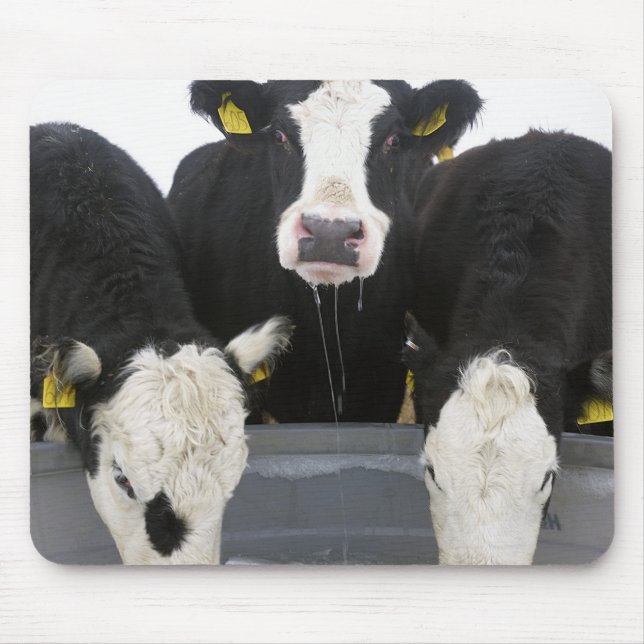 USA, New York State, Cows drinking from frozen Mouse Pad (Front)