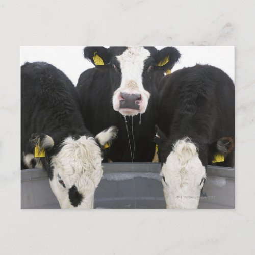 USA New York State Cows drinking from frozen Postcard