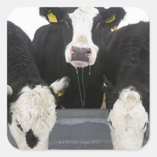 USA New York State Cows drinking from frozen Square Sticker