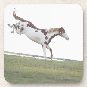 USA, New York State, Hudson, Horse jumping in Drink Coaster