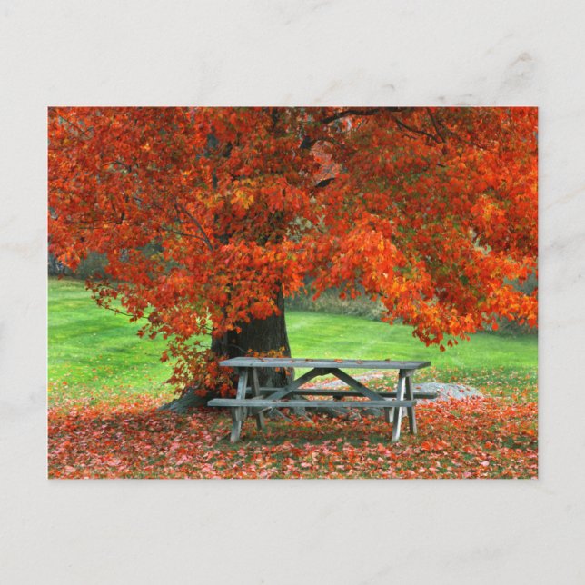 USA, New York, West Park. Bench Under Maple Postcard (Front)