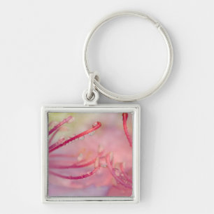 USA, North Carolina. Catawba rhododendron with Keychain