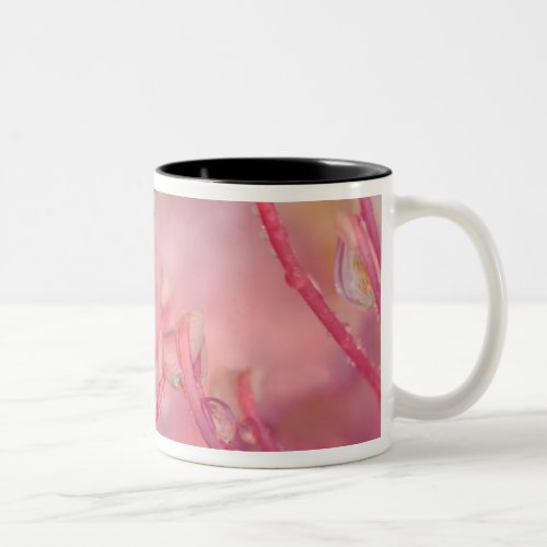 USA North Carolina Catawba rhododendron with Two_Tone Coffee Mug