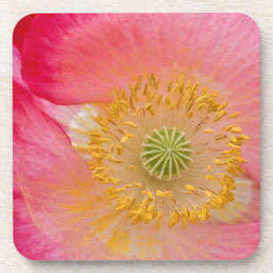 USA, North Carolina. Close-up of poppy interior Beverage Coaster