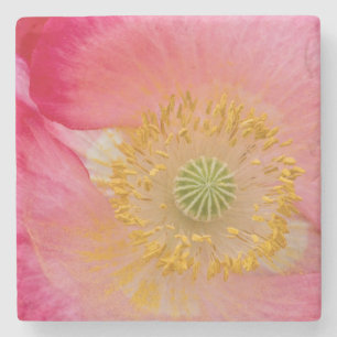 USA, North Carolina. Close-up of poppy interior Stone Coaster