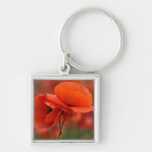 USA, North Carolina. Close-up of poppy Keychain