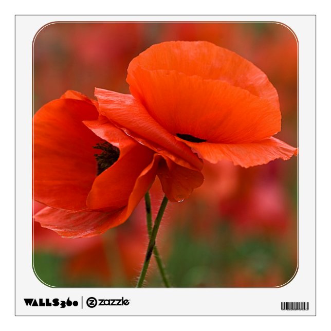 USA, North Carolina. Close-up of poppy Wall Sticker (Front)