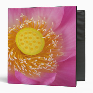 USA; North Carolina; Lotus blooming in the Binder
