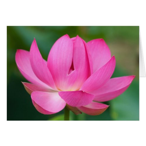 USA North Carolina Lotus blossom