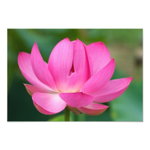 USA North Carolina Lotus blossom Photo Print