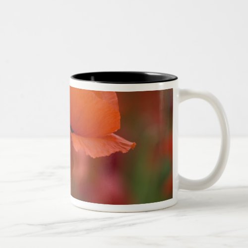 USA North Carolina Two red poppies Two_Tone Coffee Mug