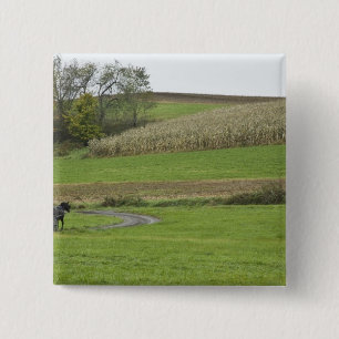 USA, Northeastern Ohio. Amish buggy on farm Button