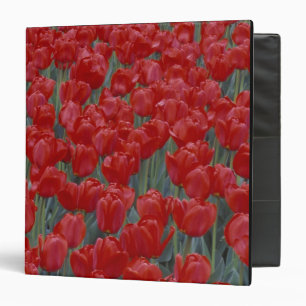 USA, Ohio, Cincinnati. Bed of red tulips 3 Ring Binder