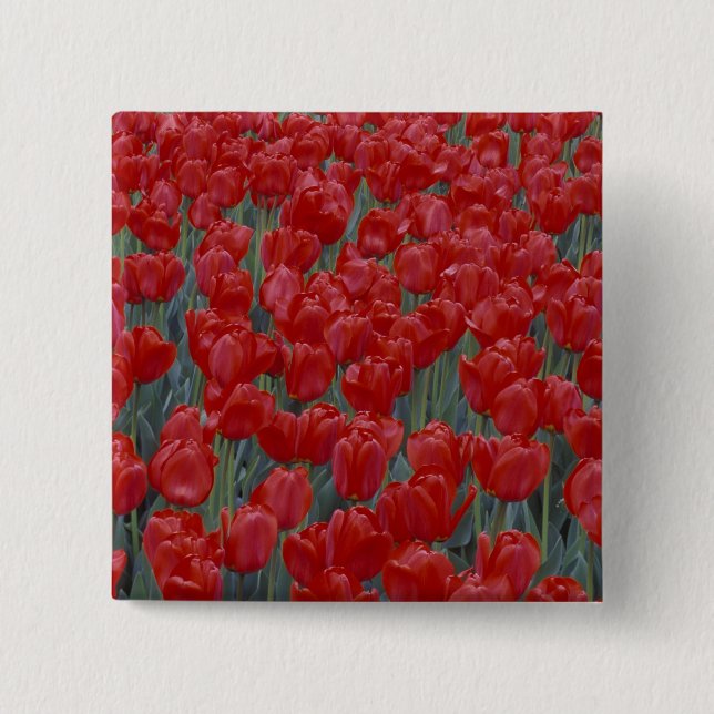 USA, Ohio, Cincinnati. Bed of red tulips Button (Front)