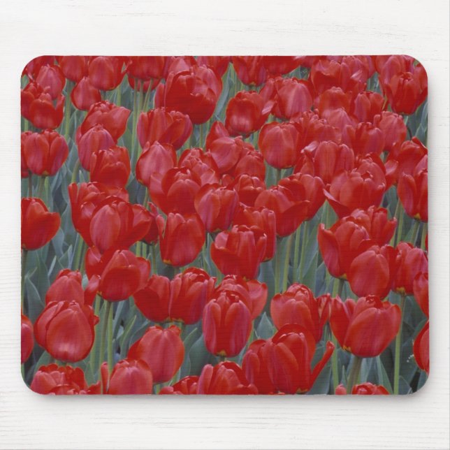 USA, Ohio, Cincinnati. Bed of red tulips Mouse Pad (Front)