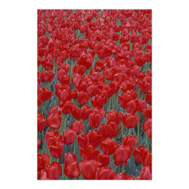 USA, Ohio, Cincinnati. Bed of red tulips Photo Print (Front)
