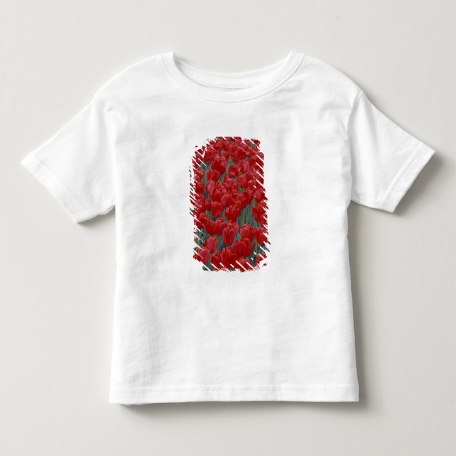 USA, Ohio, Cincinnati. Bed of red tulips Toddler T-shirt (Front)