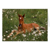 USA, Oregon, Arabian Pony. (Front Horizontal)