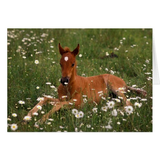 USA, Oregon, Arabian Pony. (Front Horizontal)